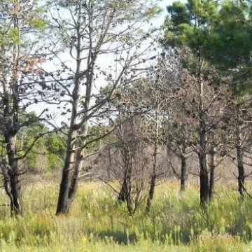 Terreno esquina en Venta - Punta del Diablo - Bosque de la Viuda  (Financiación)