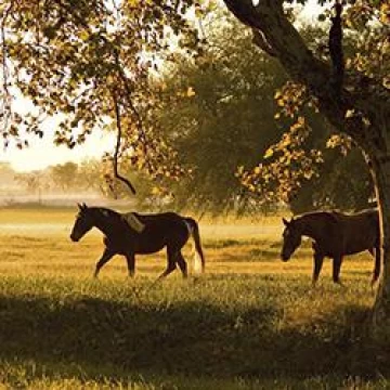 Estancia Villa María - Lote en Venta de 4300 m2