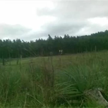 Campo ganadero 133 has.