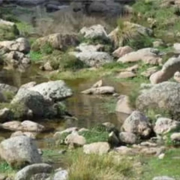 Campo  220 Has