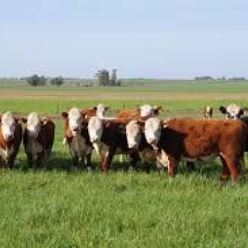 122 ha Ganderas en Venta - Herrera - Sgo del Estero