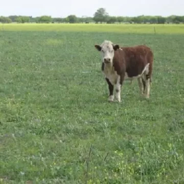Campo Ganadero  500 Has.