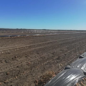 Campo de 650ha en Rio Negro Distrito de Cunea