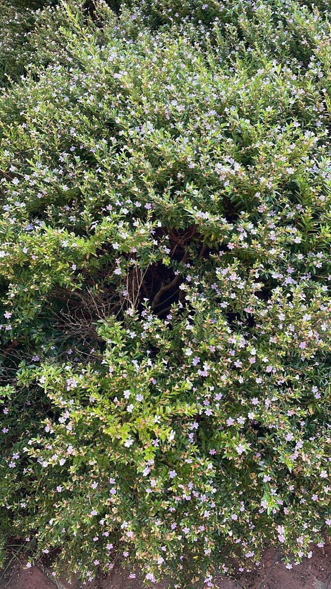 image 37