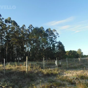 Venta, Terreno de 8 Ha hectáreas en Carmelo.