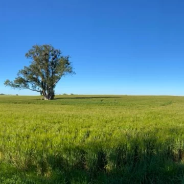 Campo con visto al rio de La Plata, buena tierra productiva.