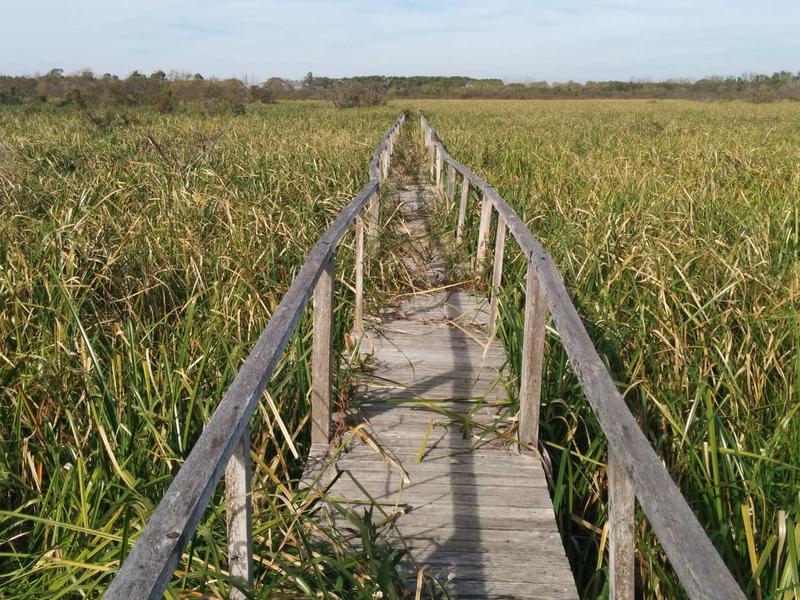 Pasarelas elevadas cruzan la reserva