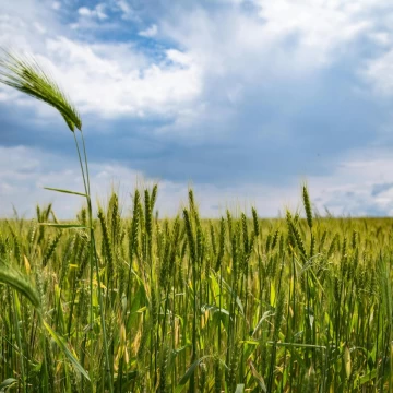 Campo en Venta, 3,9 has 100% Agrícolas, Suelo 2, Soldini