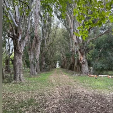 Campo 78 Has. / Casa Colonial 900 Mts2