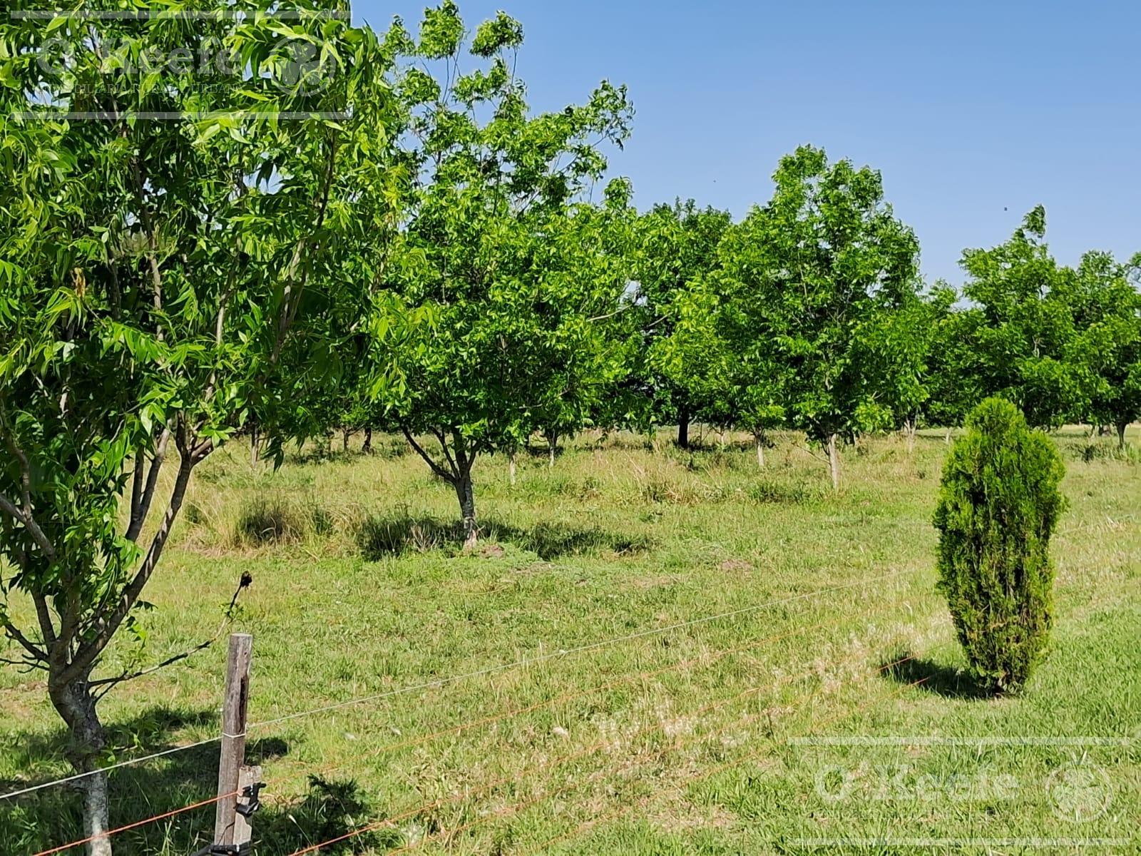 Plantacion nuez pecan 13 has.
