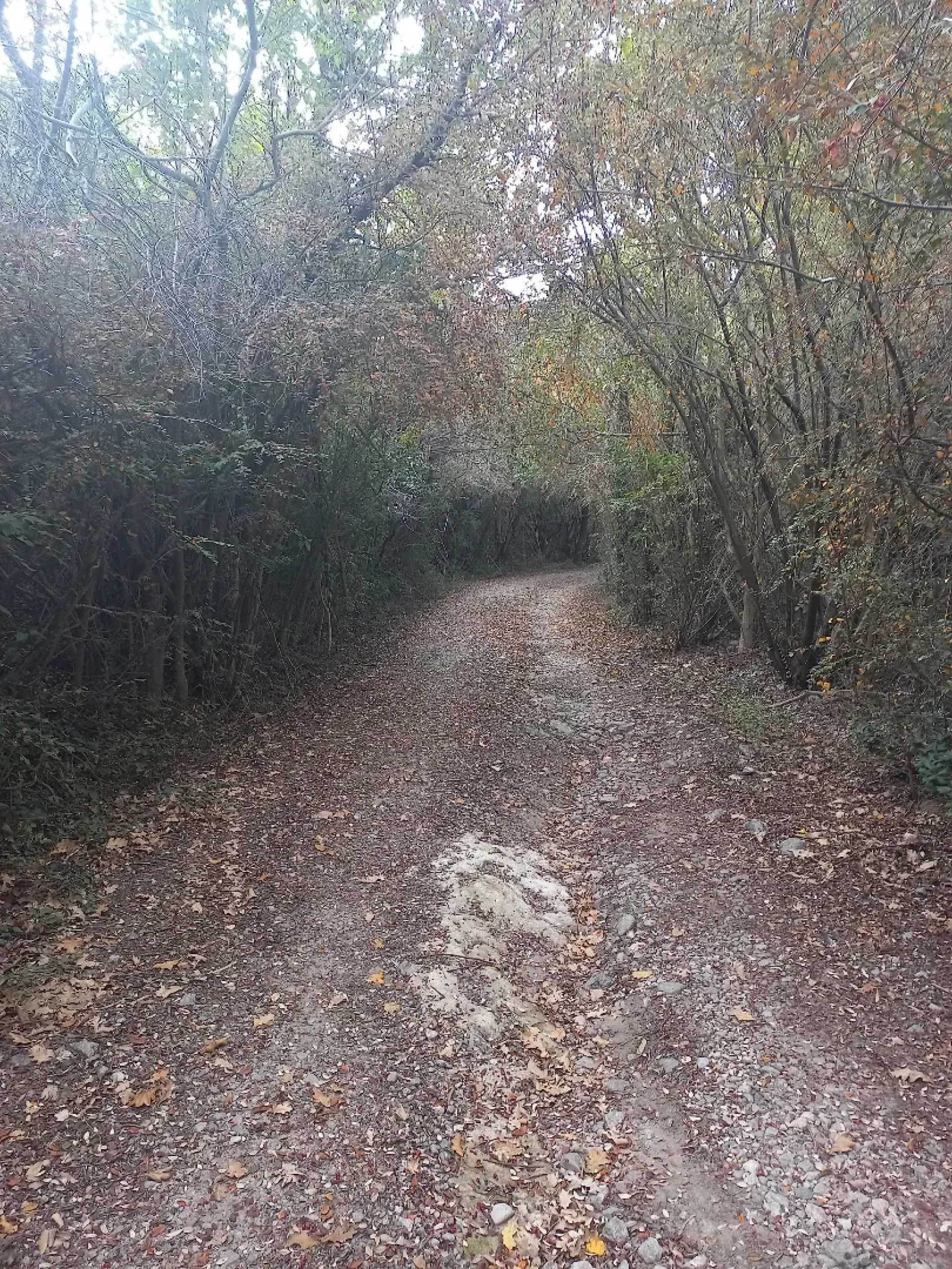 image 31
