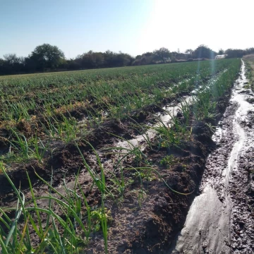 Campo en  venta Cruz del Eje