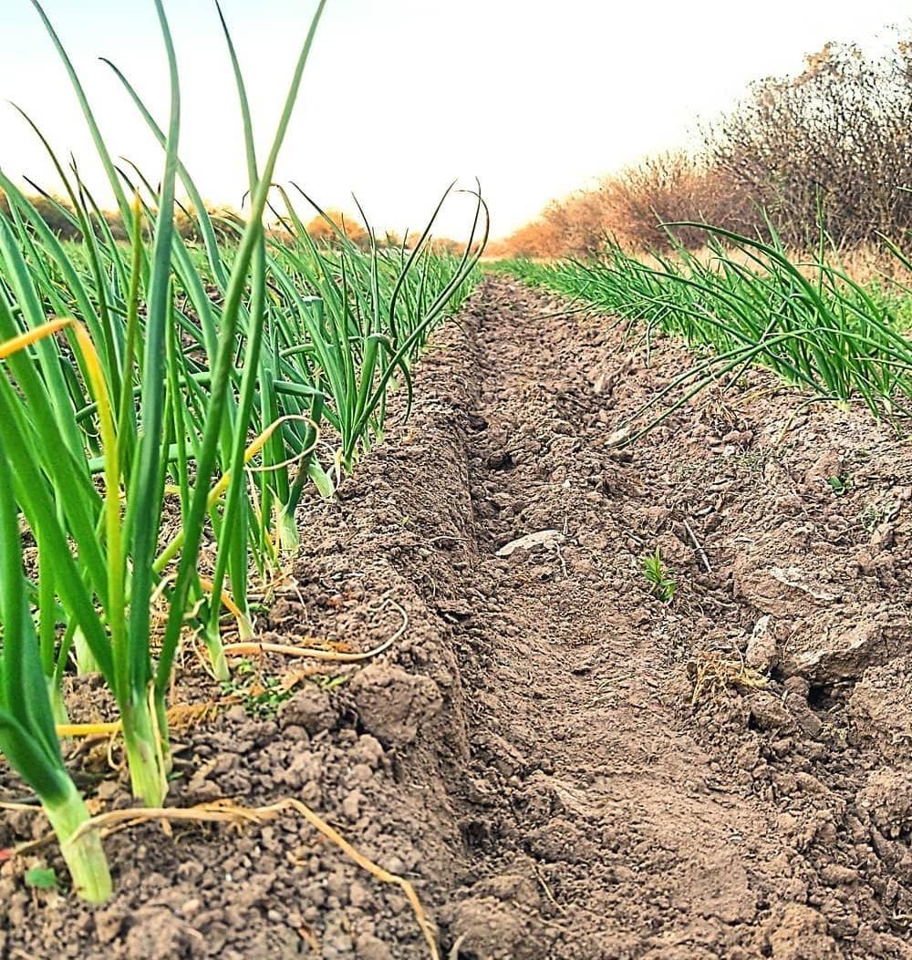 image 62