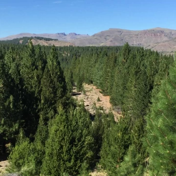 VENTA 60 Ha con acceso sobre costa de Río Limay - Valle Encantado