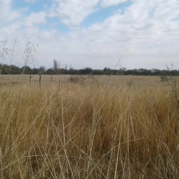 Campo en venta de 50 Hectáreas - Cruz del Eje 
