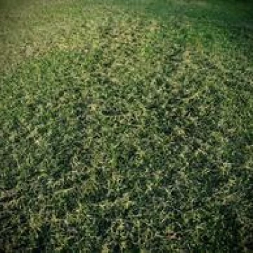 Terreno en  Santo Tomas