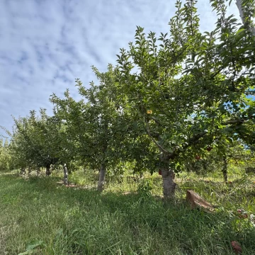 Chacra en Venta San Patricio del Chañar