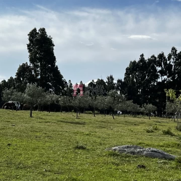 Chacra con Plantacion de Olivos en Las Cañas