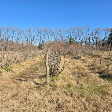 Campo en  CARDALES