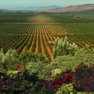 Terreno en Venta en Valle de Guadalupe- Ensenada, Baja California