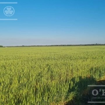 Venta ,excelente Campo Mixto sobre ruta  - 5500 has en Gral Guemes , Formosa.