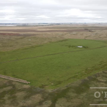 Campo en venta 175 has Chascomus