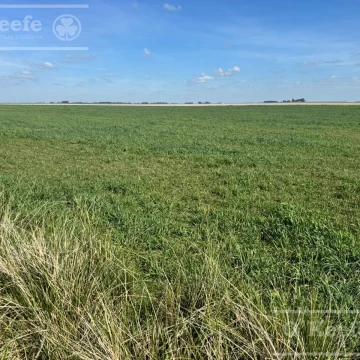Campo mixto en venta de 667 has - Gonzalez Chaves.