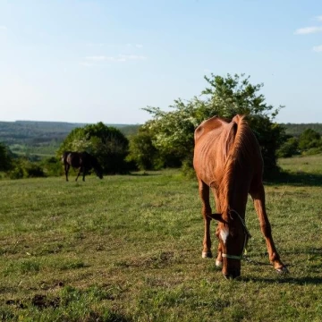 40 ha en Venta Campo Ganadero en Coronda Acepta permuta en Rosario