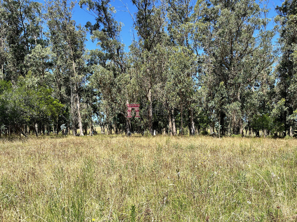 image 45