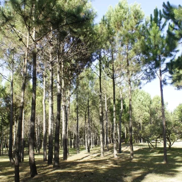 Venta de Lote de 10 Hectáreas sobre Ruta10 cerca de Valizas. Rocha