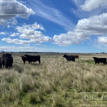 Magdalena 600 has - Campo en Venta