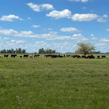 Campo 238 ha en General Las Heras