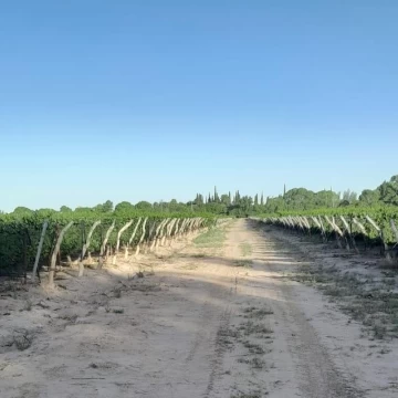 Finca   Viñedo en Venta en Junin, Mendoza