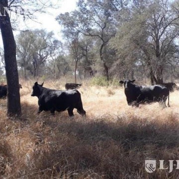 2500 ha ganaderas, con silvopastoril y estructura armada. Taco Pozo, Chaco