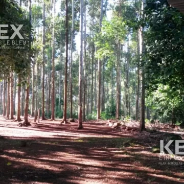 Campo 95.88h en Campo Grande, Misiones