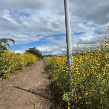 VENTA TERRENO LUNA CAUTIVA LOTE 10 - EL CARMEN