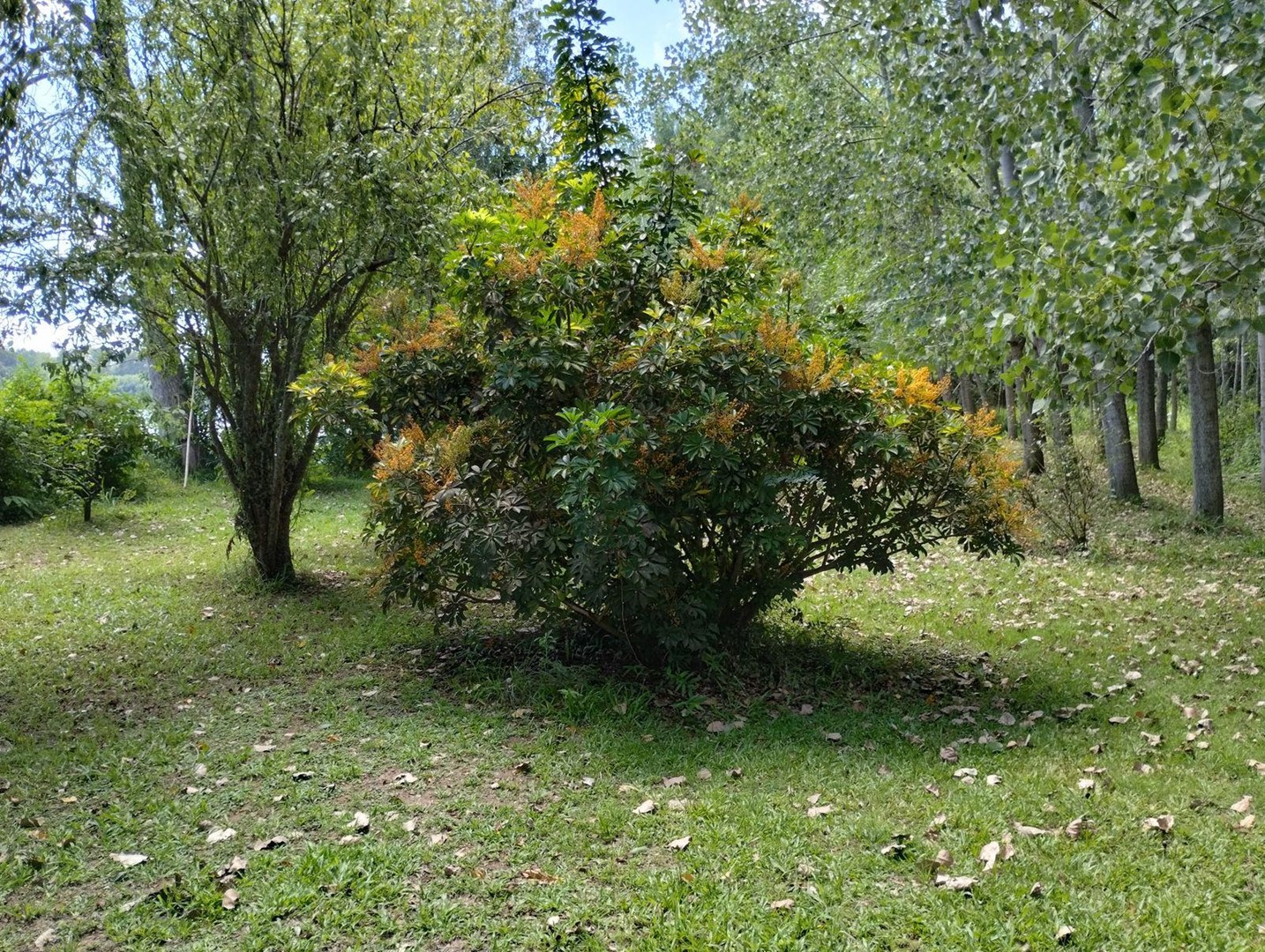 image 14