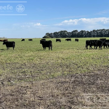 450 Has Magdalena - Campo en Venta a metros de Ruta  36!!!