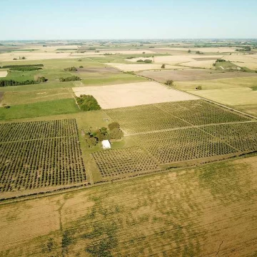 Campo de Olivos con almazara- 25 has(Colonia)