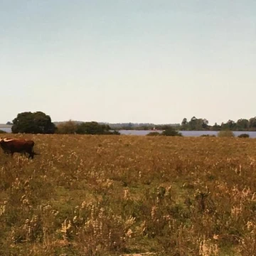 Campo 240 has. en Salto con Costa al Río Uruguay
