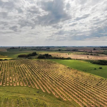 Colonia - 39 has(Olivar).