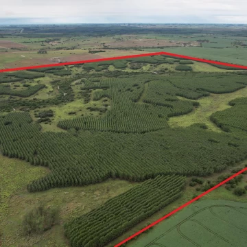 Campo Forestal - Colonia - 150 hectareas