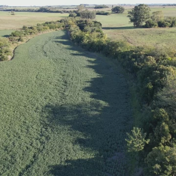 Campo Mixto Semilleros (Colonia)