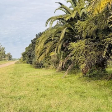 Venta de terreno de 1800 m2 arbolado en Bella Vista, Concepción del Uruguay, Entre Ríos