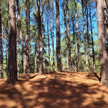 Terreno Lote  en Venta en Carmelo, Colonia, Uruguay