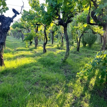Venta de Terreno en  San Rafael Mendoza
