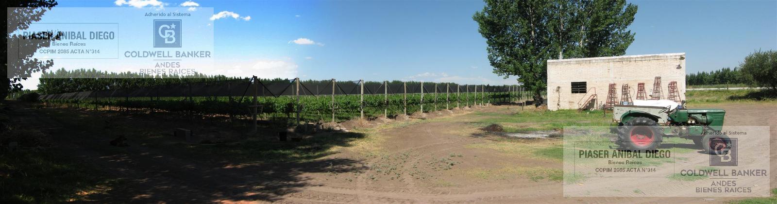 Finca en producción vitivinicola - 3