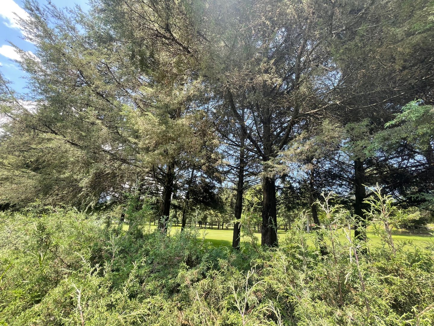 IMG_6609.jpeg