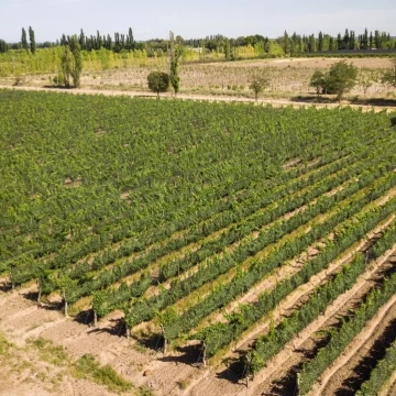 Campo en venta 