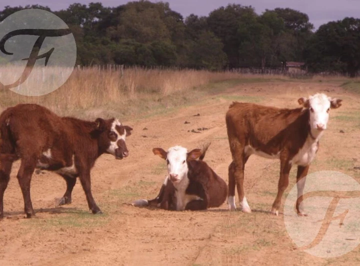 Campo mixto en venta - 2.270 ha en Corrientes con gran potencial productivo